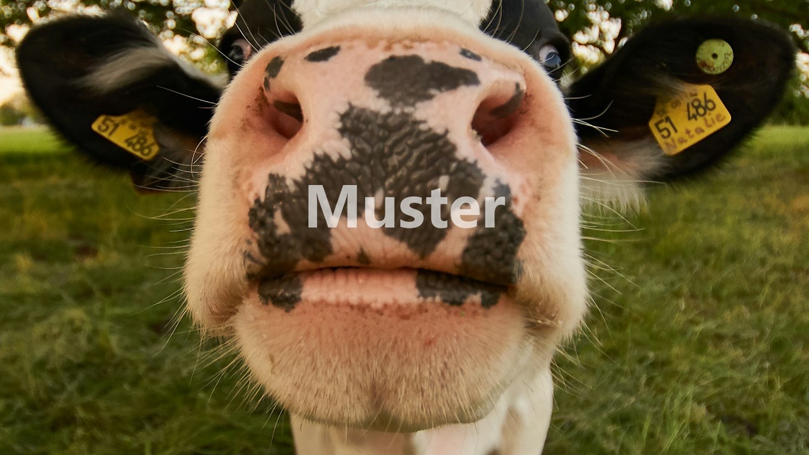 Angebot cattle Nr.10 – aus der Region